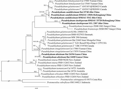 Morphological and phylogenetic evidence reveal three new Pseudohydnum (Auriculariales, Basidiomycota) species from North China